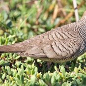 Zebra Dove